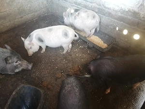 Vând scrofita vietnameza cu 4 purcei