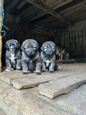 Pui ciobănesc caucazian 