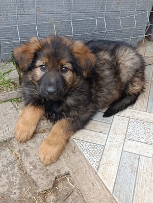 Ciobanesc german fetita