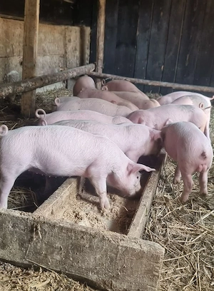 purcei de vanzare in jur 18,20 kg