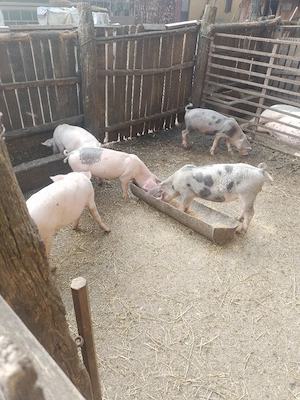 purcei de vanzare 