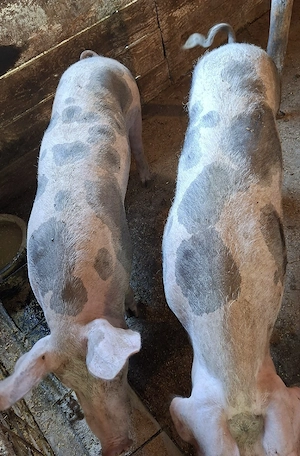 Porci de Carne
