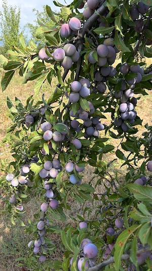 Prune la 1 leu, Tuleu gras și Anna Spath pentru țuică și piața 