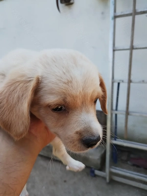catel bichon talie mica