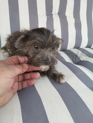 catel bichon maltez - imagine 2