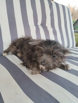 catel bichon maltez - imagine 3