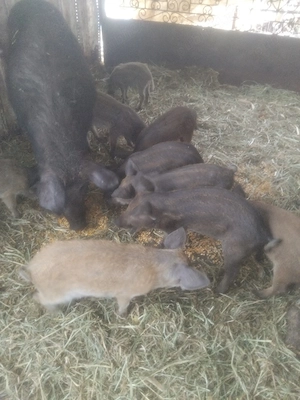Purcei mangalita  , curcit  cu mistreț. - imagine 2