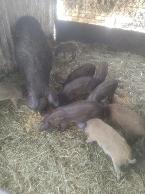 Purcei mangalita  , curcit  cu mistreț.