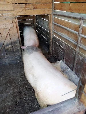 vind doi porci de 190 kg intretinuti cu ceriale crescuti la curte 