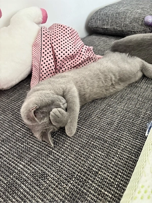 Cautam casuta pentru 2 pisicute British Shorthair - imagine 3