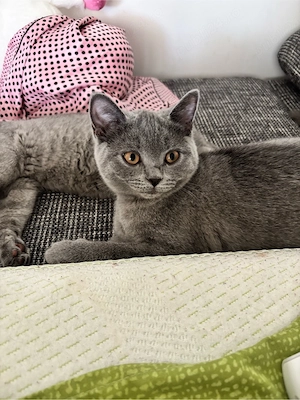 Cautam casuta pentru 2 pisicute British Shorthair - imagine 2