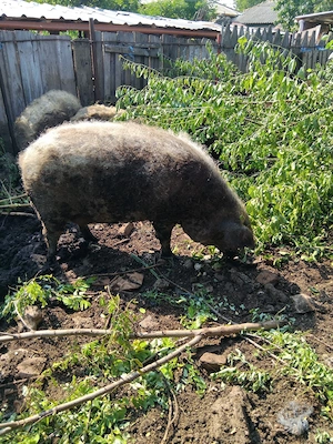 porc mamgalita  pt  sacrificat  - imagine 4