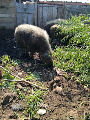 porc mamgalita  pt  sacrificat  - imagine 2