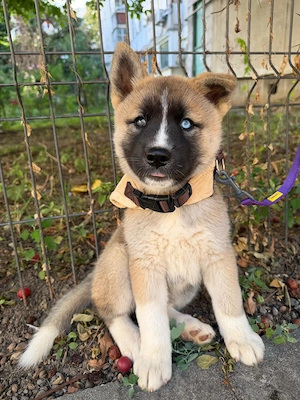 Pui akita fetita ochi albastri
