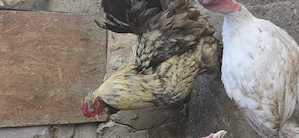 Disponil cocoși încălțaț,moțat,barbos!