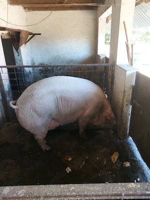Scroafă pt sacrificat