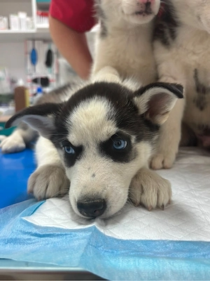 Pui husky siberian - imagine 3