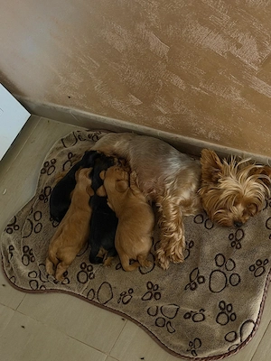 Yorkshire terrier mini toy  - imagine 2
