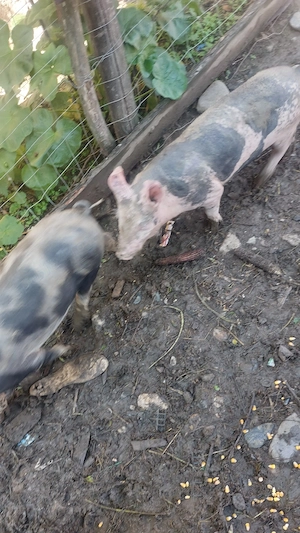 purceluși bazna de vânzare fizesti hunedoara 