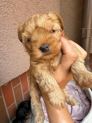 Yorkshire terrier mini toy  - imagine 5