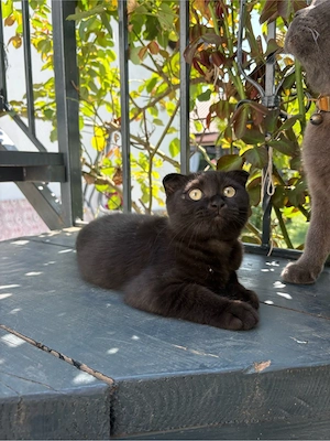 Pisica Scottish Fold - imagine 2