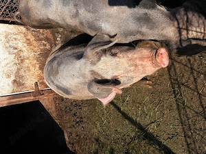 Vand porc de casa - imagine 5