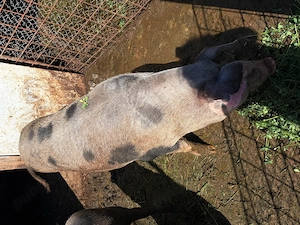 Vand porc de casa - imagine 4