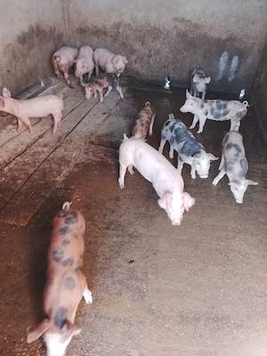 vând purcei de 7 săptămâni 