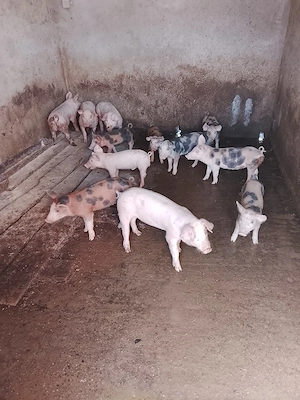 vând purcei de 7 săptămâni  - imagine 4