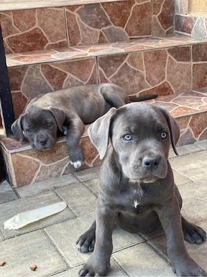 Catei cane corso