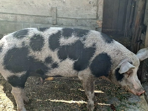 Vând Porcc