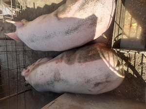 Porci de vanzare  - imagine 2
