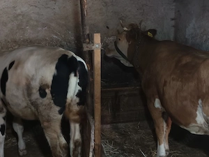 Vind cele 2 vaci , vacă și o junincă  - imagine 2