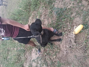 Femelă Cane Corso 