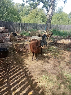 vând două mieluțe și un berbec  carabasa sarbeaști
