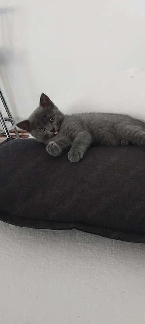 Puiuți british shorthair! - imagine 3