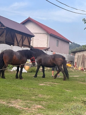 Iapa semigrea de vanzare