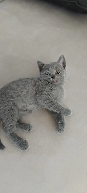 Puiuți british shorthair!