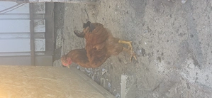 Cocosei încălțați,barbosi, motati