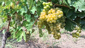 Struguri pentru vin