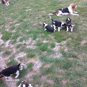 Cățeluși Beagle de vânzare  - imagine 3