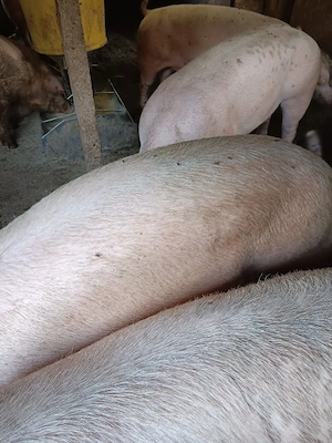 Porci De Carne Rasa Pic 100-150 kg  - imagine 3