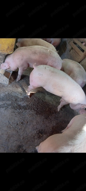 Porci De Carne Rasa Pic 100-150 kg  - imagine 5