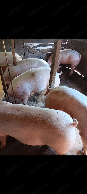 Porci De Carne Rasa Pic 100-150 kg 