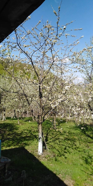Teren 100 de ari in orasul Livada si 10 ari intravilan in zona lacului Calinesti - imagine 2