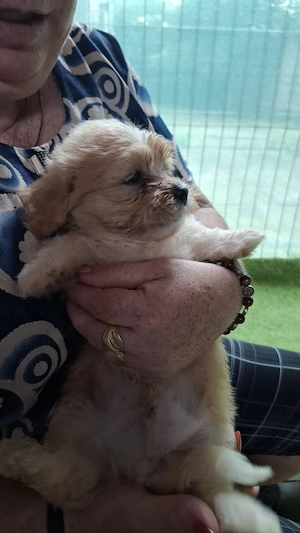 Câini Shih Tzu de vânzare - imagine 4