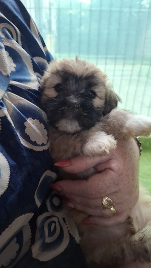 Câini Shih Tzu de vânzare