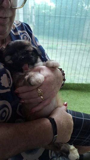 Câini Shih Tzu de vânzare - imagine 3