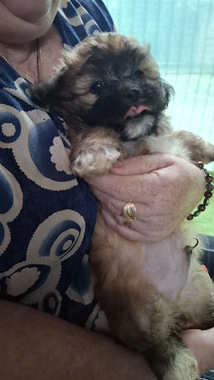 Câini Shih Tzu de vânzare - imagine 5