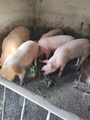 porc de vanzare - imagine 2